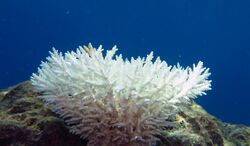Bleached colony of Acropora coral.jpg