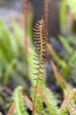 Blechnum.penna-marina.7651.jpg