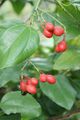 Bo khai (Erythropalum scandens) leaves and fruits.JPG