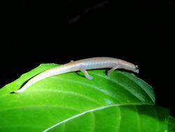 Bolitoglossa occidentalis.png