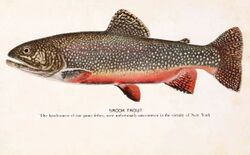 Brook trout 1918.jpg