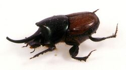 CSIRO ScienceImage 10809 Dung beetle Onthophagus nigriventris.jpg