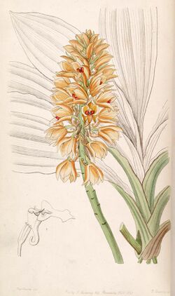 Calanthe pulchra (as Calanthe curculigoides) - Edwards vol 33 (NS 10) pl 8 (1847).jpg
