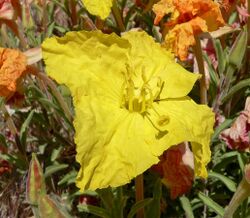 Calylophus lavandulifolius 5.jpg