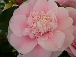 Camellia japonica Bernhard Lauterbach 0503282 Kalenderkopie.jpg