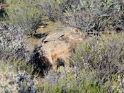 Gray and brown hare