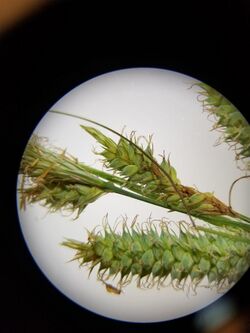 Carex Microscope.jpg