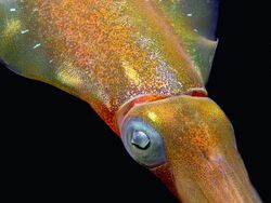 Caribbean Reef Squid colors.jpg