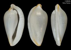 Carpiscula virginiae (MNHN-IM-2000-21236).jpeg