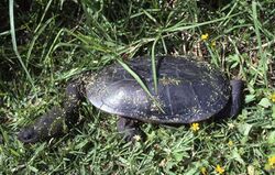 Photograph of an oblong turtle