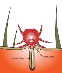 Chigger bite.svg