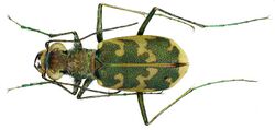 Cicindela arenaria viennensis bl.jpg