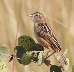 Cisticola dambo, Longa, Birding Weto, a.jpg