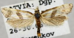 Cochylimorpha woliniana.JPG