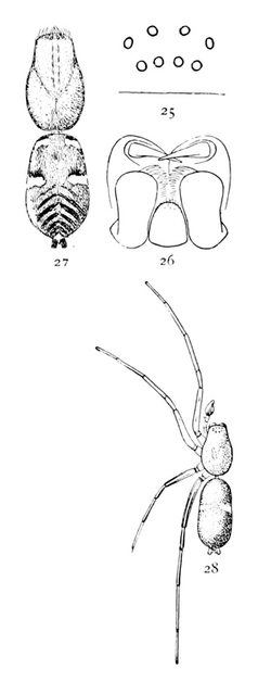 Common Spiders U.S. 025-8.png