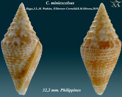 Conus miniexcelsus 1.jpg