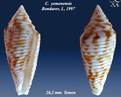 Conus yemenensis 1.jpg