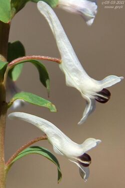 Corydalis integra.jpg