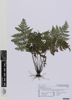 Cyathea affinis (G.Forst.) Sw. (AM AK360101).jpg