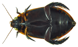 Cybister tripunctatus ssp. lateralis (Fabricius, 1798) female ventral (8172871133).png