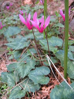 Cyclamen repandum.jpg