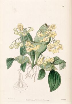 Dendrobium compressum - Edwards vol 30 (NS 7) pl 53 (1844).jpg