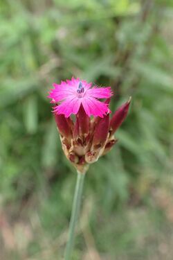 Dianthus giganteus kz02.jpg