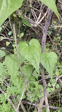 Dioscorea variifolia imported from iNaturalist photo 232610020 on 9 October 2023.jpg