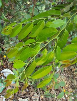 Diospyros candolleana.jpg