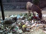 Donkey and waste in Chinawal.jpg