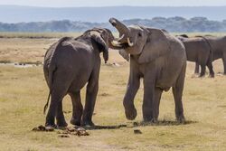 Elephants fight Amboseli (7234358288) (2).jpg