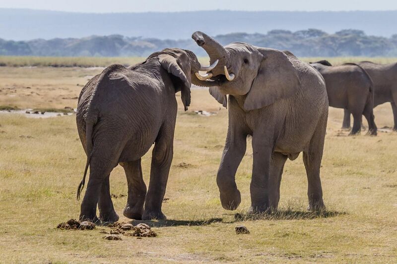 File:Elephants fight Amboseli (7234358288) (2).jpg