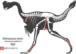 Elmisaurus skeletal.png