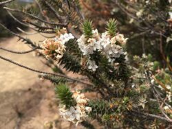 Epacris marginata Miguel de Salas.jpg