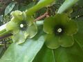Ericales - Deherainia smaragdina - kew 1.jpg
