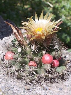 Escobaria missouriensis 07juil2005 avec fleur et fruits.jpg