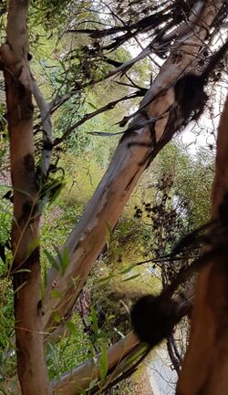 EucalyptusMcquoidii PerthBG-20171218-2b.jpg