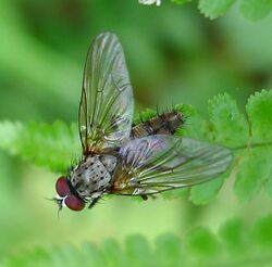 Eustalomyia festiva - Flickr - gailhampshire.jpg