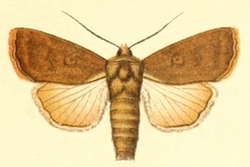 Euxoa acuminifera.png