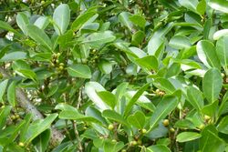 Ficus retusa (detail of foliage).jpg