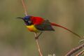 Fire-tailed-Sunbird East Sikkim India 12.05.2014.jpg