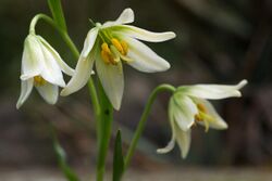 Fritillaria liliacea 2.jpg