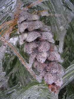 Frozen pinecone.JPG