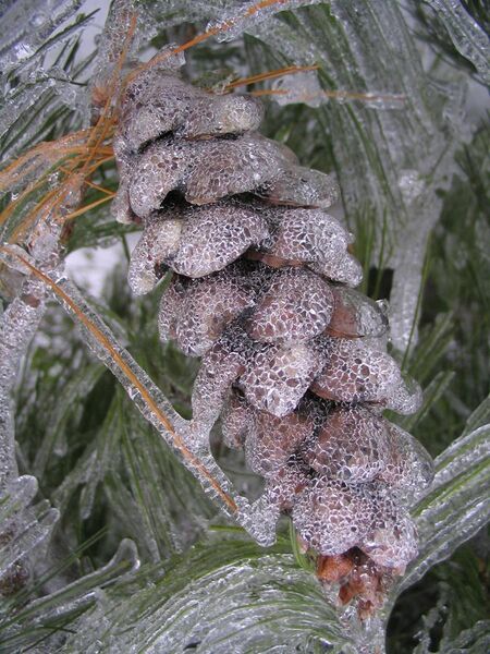 File:Frozen pinecone.JPG