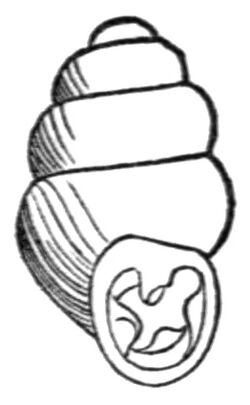 Gastrocopta contracta shell.jpg
