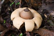 A light brown spherical sac with a pointy dark-brown "beak" on top. The sac is resting on thick, smooth-surfaced fleshy rays that curl downwards and raise the sac above the ground. On the ground are pieces of decaying wood, twigs and leaves.