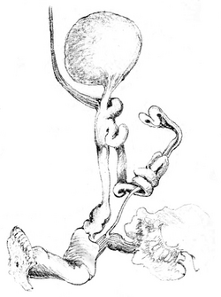Oval bursa copulatrix, connected with atrial diverticulum with atrium; fine tubular epiphallus; sketch of surrounding spermoviduct