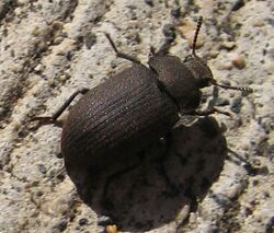 A Gonocephalum "Darkling beetle" viewed from above