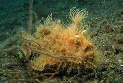 Hairy Frogfish.jpg