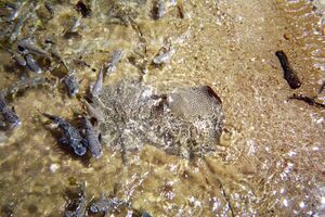 Two spotted stingrays with many other fish splashing in the surf